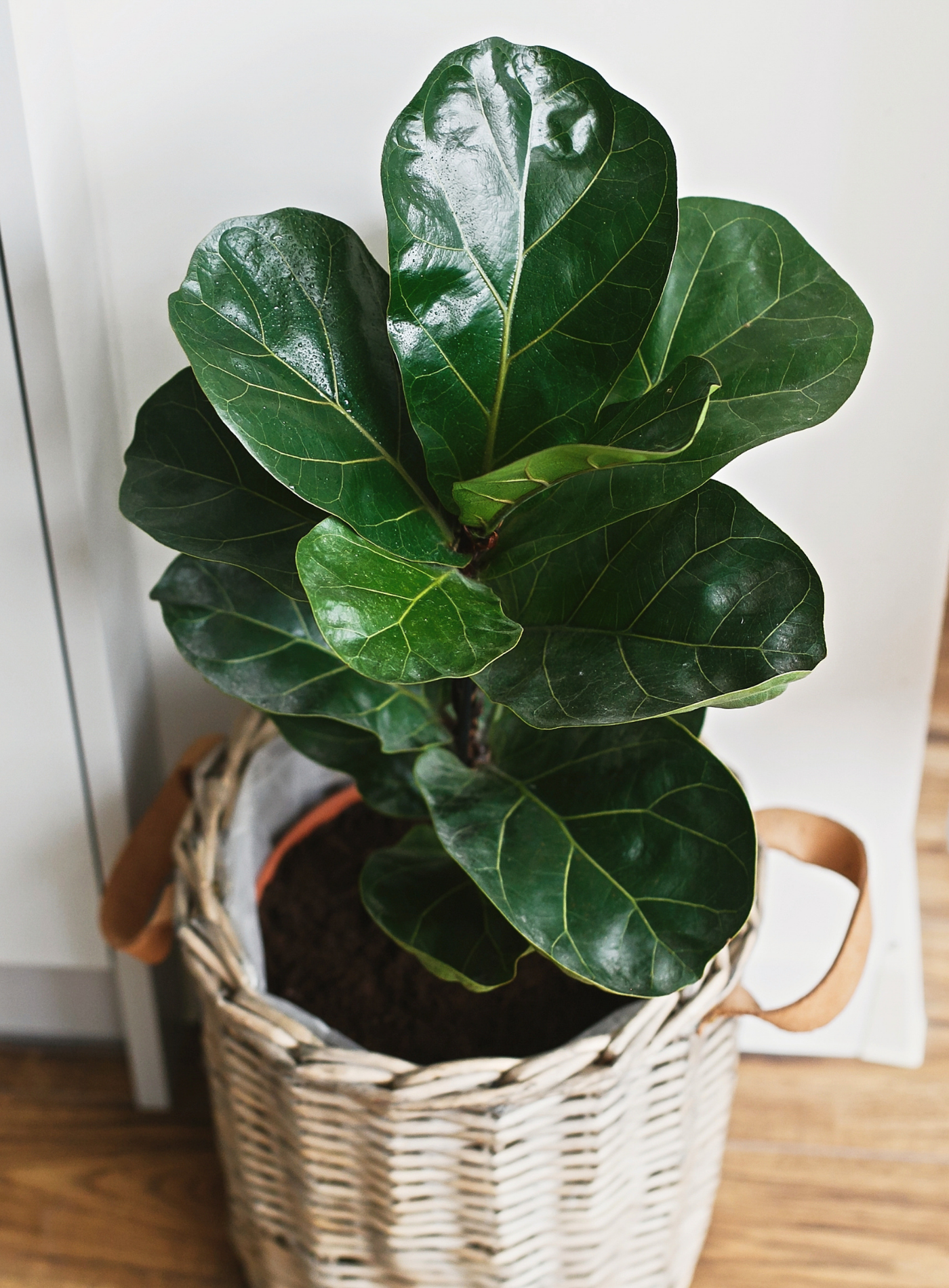 Favorite Online Resources For Houseplants