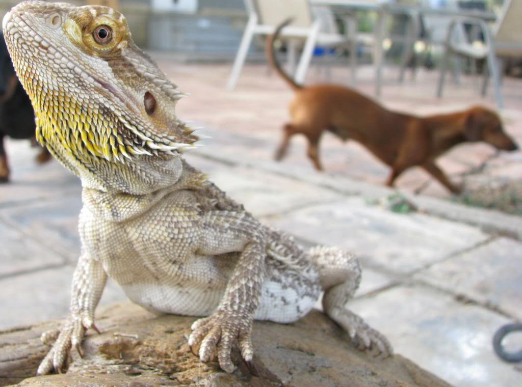 Bearded Dragons Make Great Reptile Beginner Pets