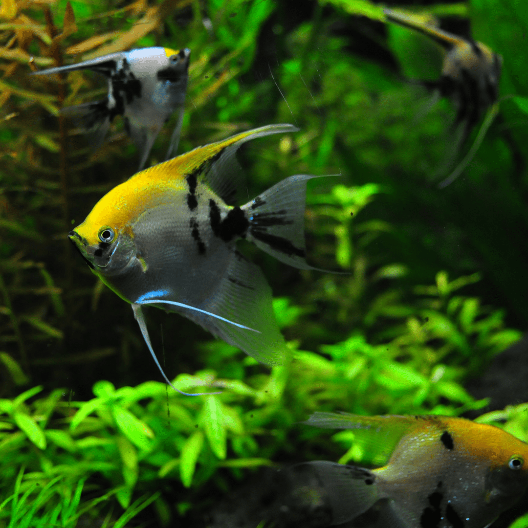 How many fish is too many in an aquarium?