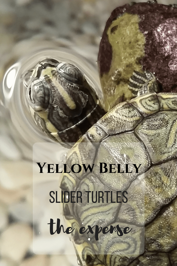 Yellow Belly Slider Turtles, the expense