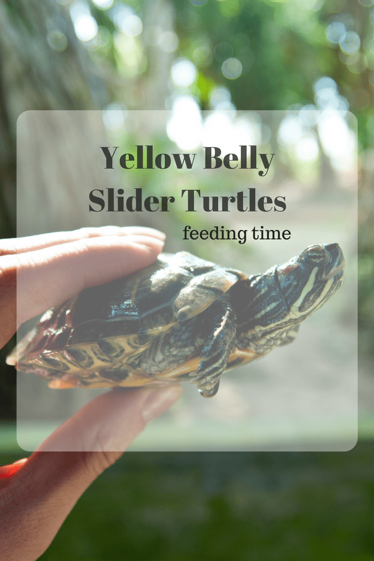 Yellow Belly Slider Turtles, feeding time