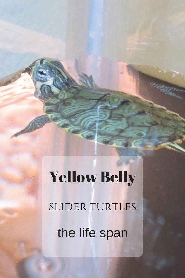 Yellow Belly Slider Turtles, the life span