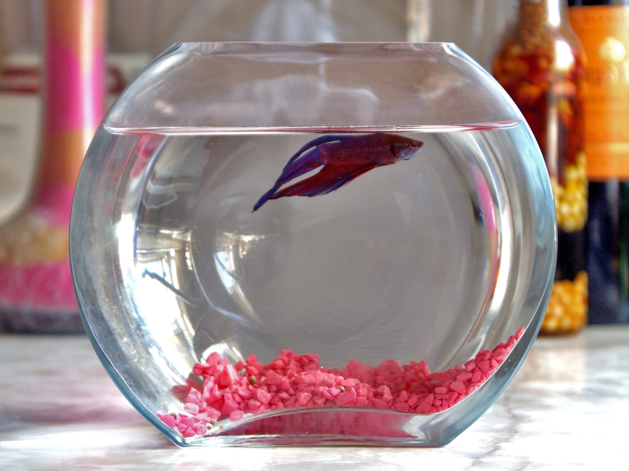 Forget everything you've ever heard about Beta fish