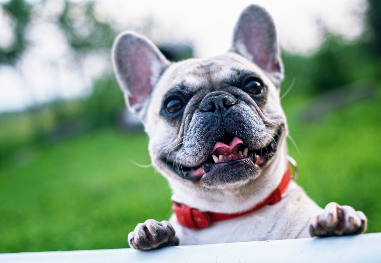 9 Easy Ways To Make Your Dog Feel Special