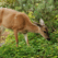 Deer Oh Deer: Protecting Your Garden From Deer Damage