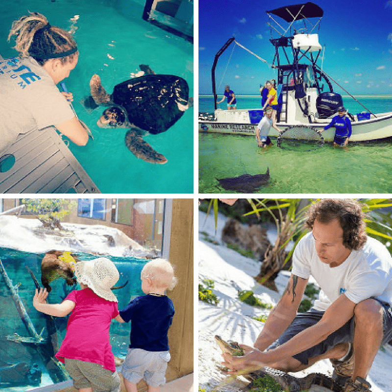 5 Places To Travel In Florida Besides Disney, Mote Marine Laboratory