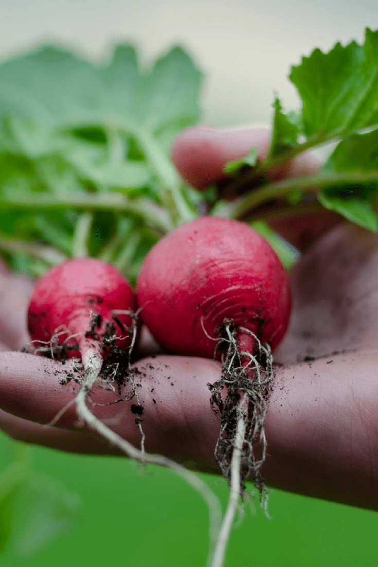 4 Excellent Benefits Of Growing Your Own Fruit & Vegetables