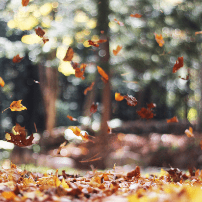 Summer vs. Fall Ways to Have Fall Fun in the Cooler Months
