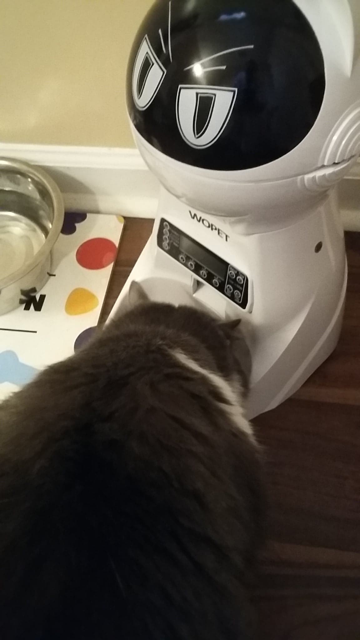 Even Chelsea loves her WOPET Automatic Cat Feeder Food Dispenser