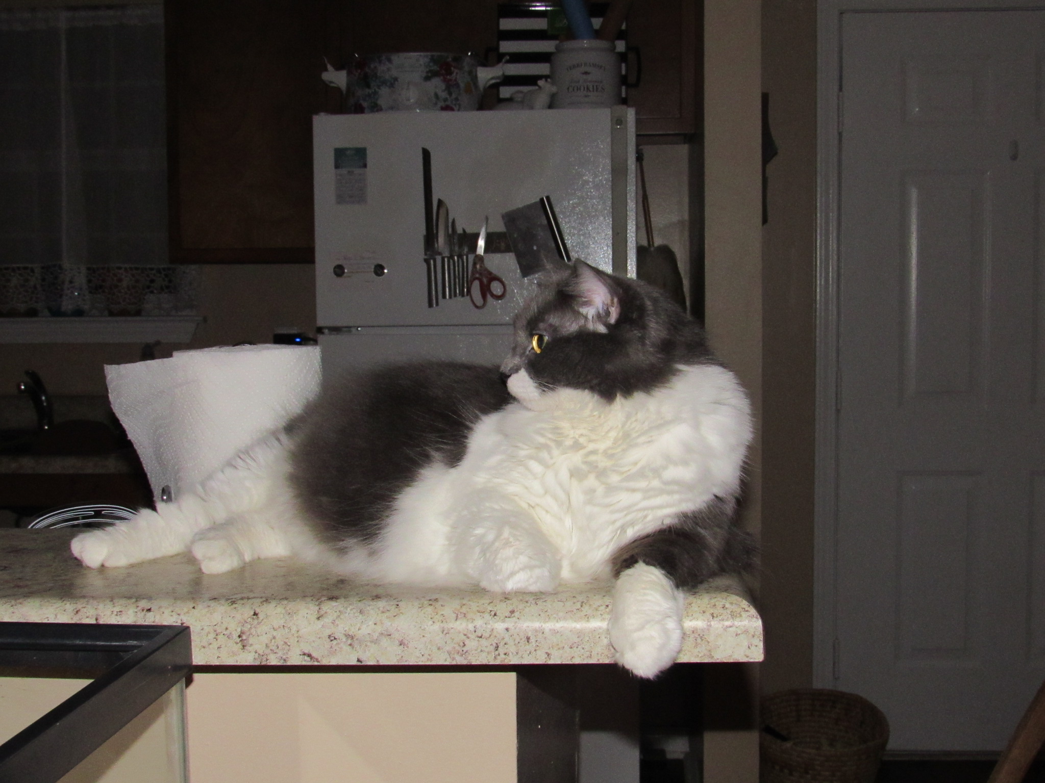 Even Chelsea loves her WOPET Automatic Cat Feeder Food Dispenser