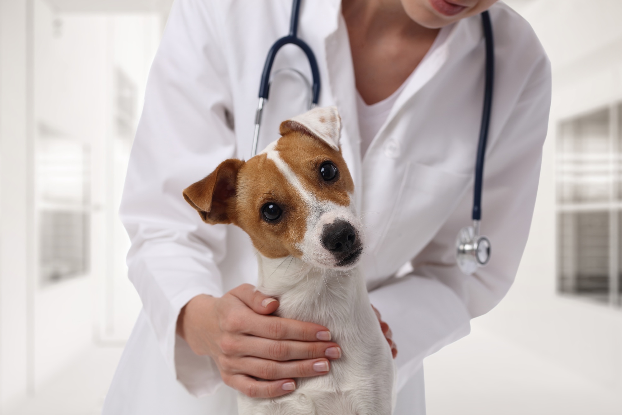 Doggy Doctor Time: When to Take a Dog to the Vet