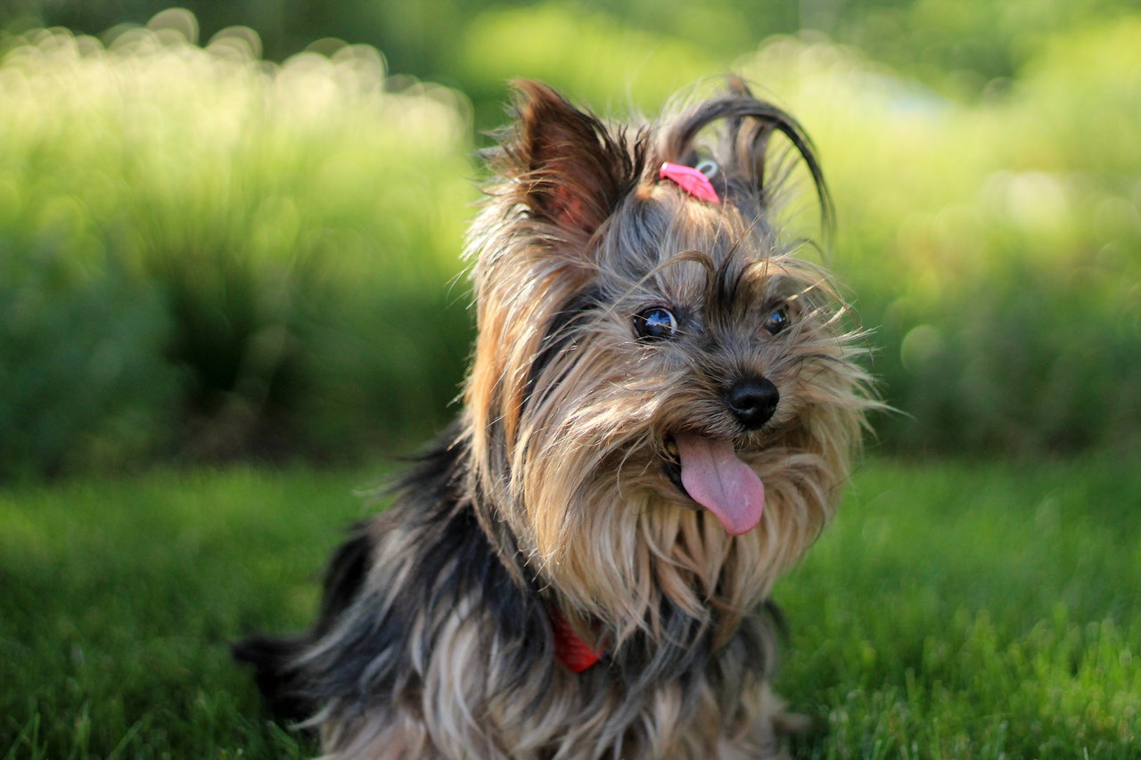 3 Tips for Making Your Garden Dog Friendly