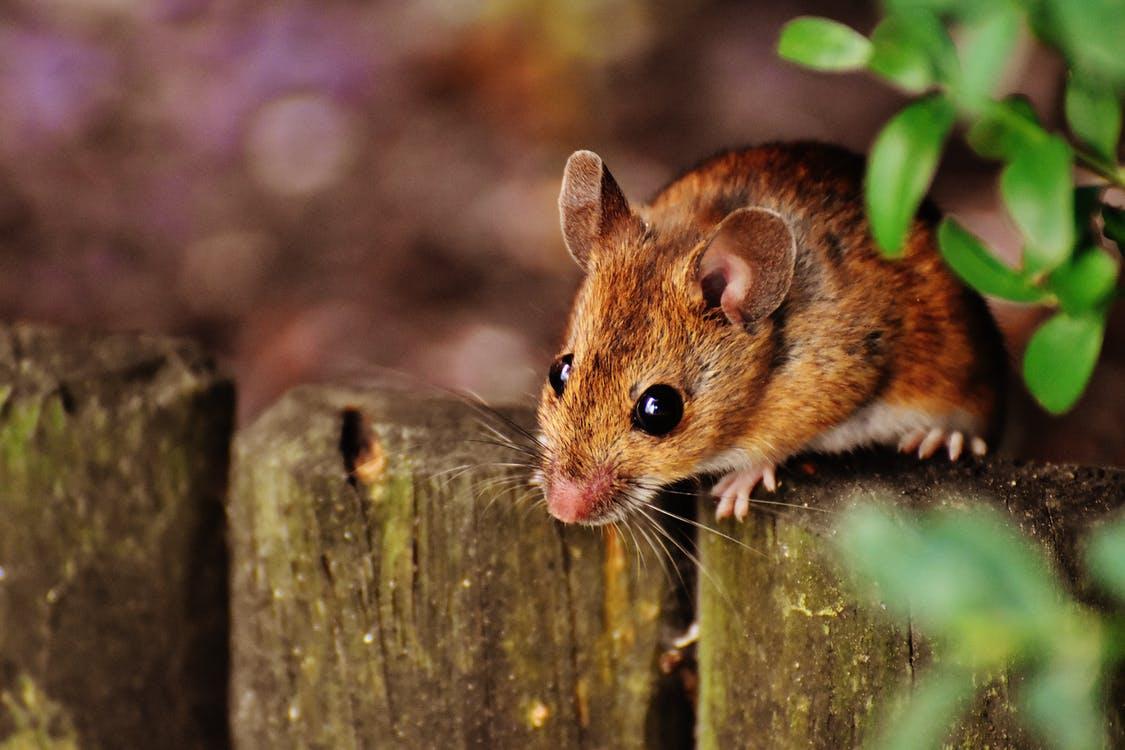 How To Protect Your Store From Rodents This Spring