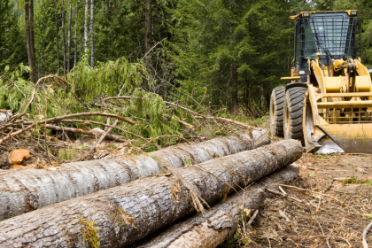 5 Questions to Ask Before Hiring a Company for Land Clearing