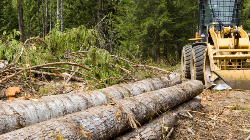 5 Questions to Ask Before Hiring a Company for Land Clearing