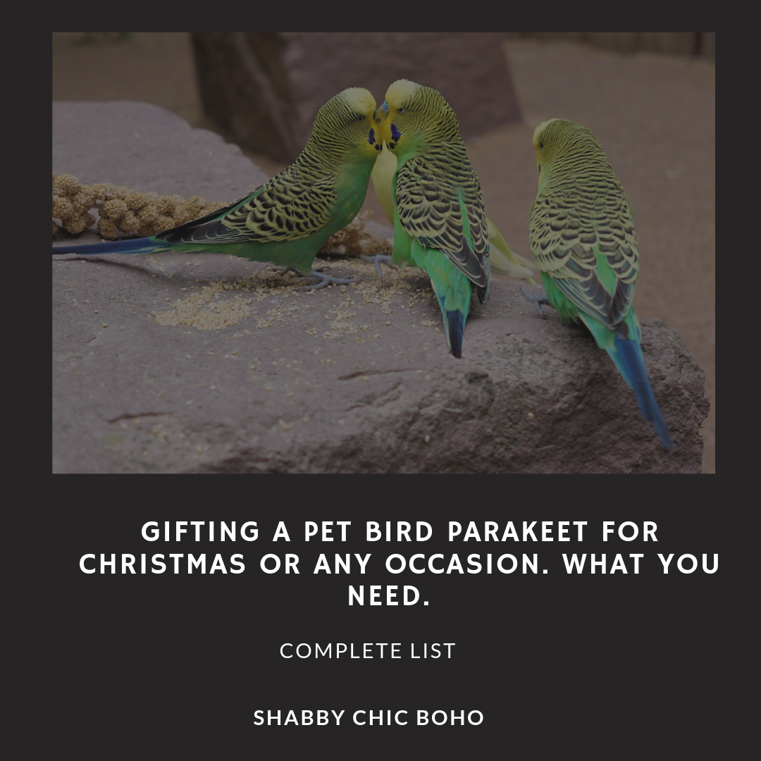 Gifting A Pet Bird Parakeet For Christmas Or Any Occasion. What You Need. #birds #pets #parakeets #birdcage #birdaccessories #animals #birding #naturelovers #birdlovers