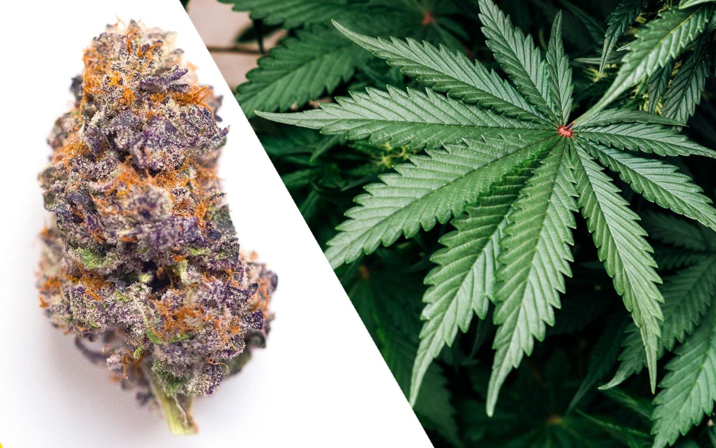 Conditions and Illnesses That Can Benefit From Cannabis