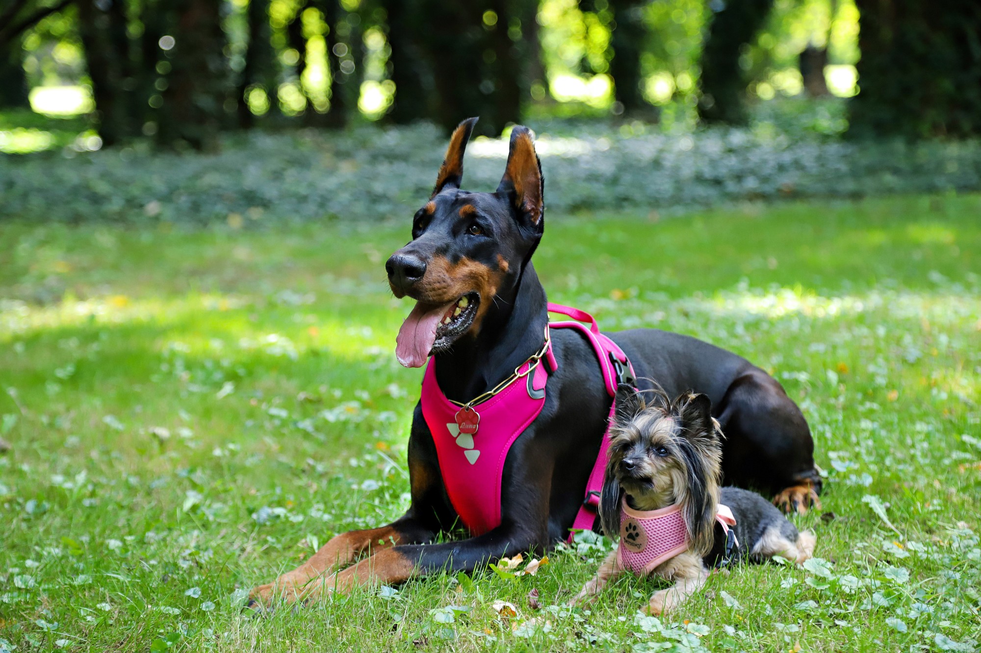 5 Types Of Dog Harnesses Owners Are Loving