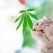 The Top CBD Pet Products Available On The Market For Your Furry Friends