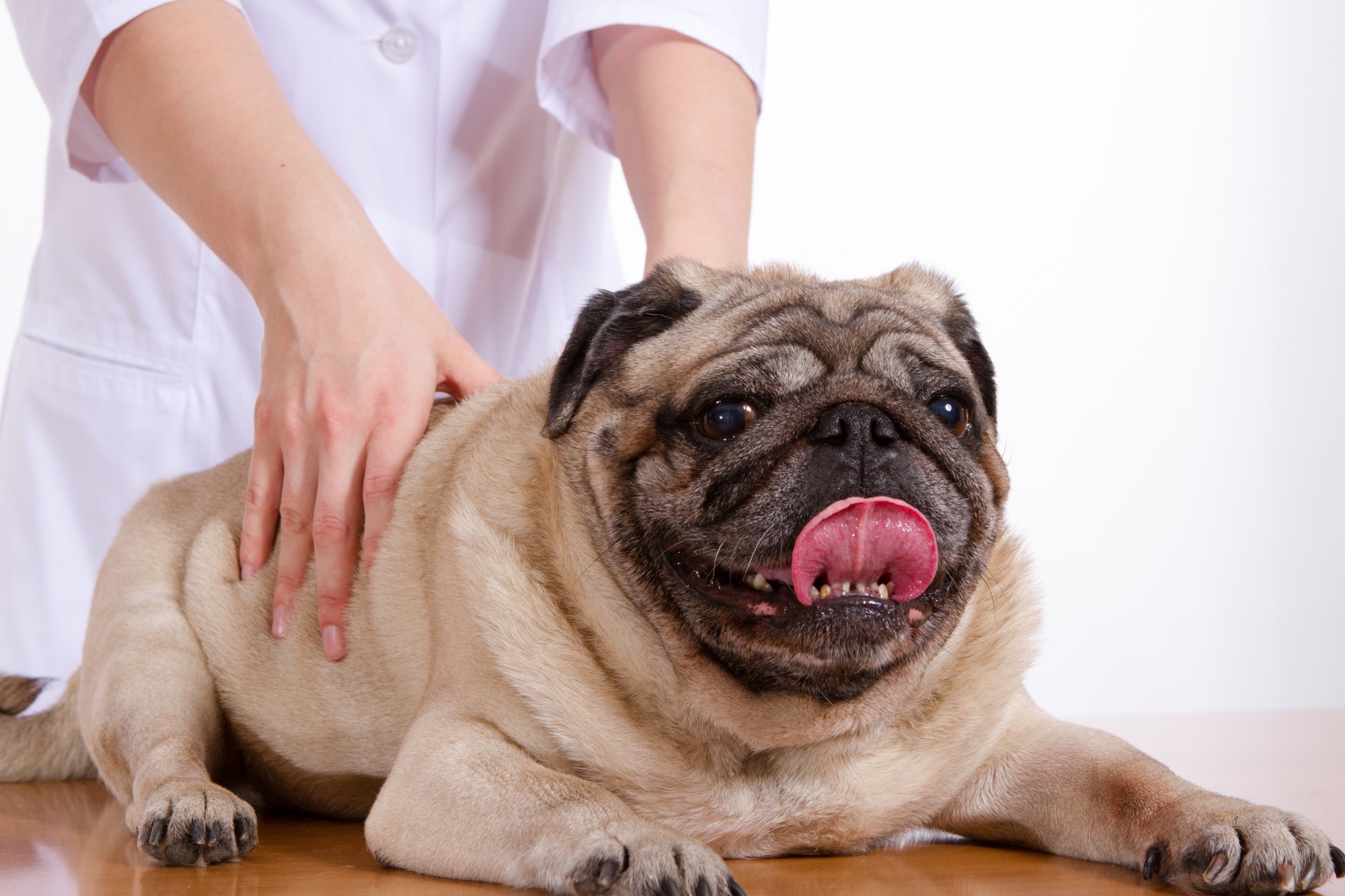 What's Wrong With My Dog? 6 Health Symptoms You Should Never Ignore