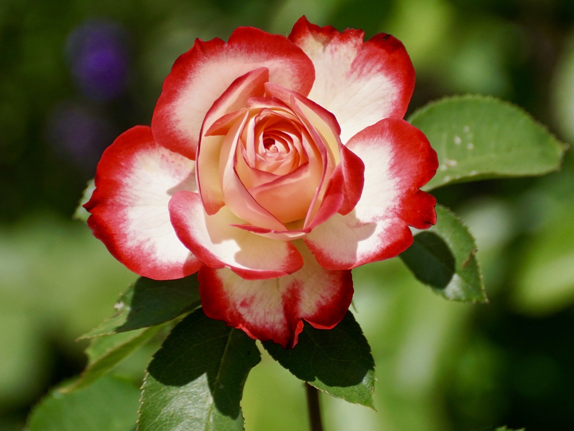 The Colour Of Roses: What Do They Mean? 