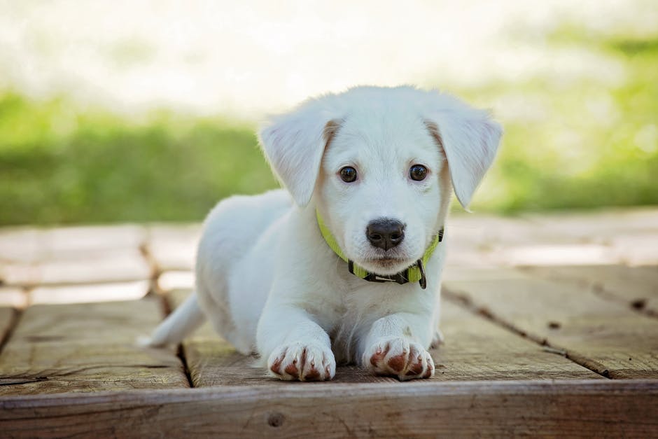 Puppy Basics: 4 Important Things to Teach Your Puppy