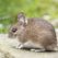 Four Tips for Keeping Rodents Out of Your Home