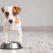 Homemade Diet for Dogs: 7 Key Benefits of Homemade Dog Food