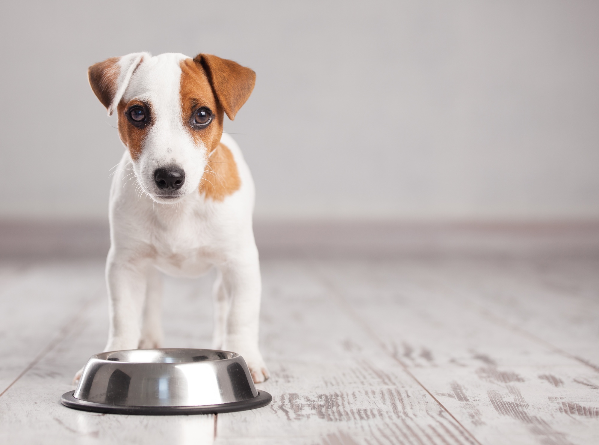 Homemade Diet for Dogs: 7 Key Benefits of Homemade Dog Food