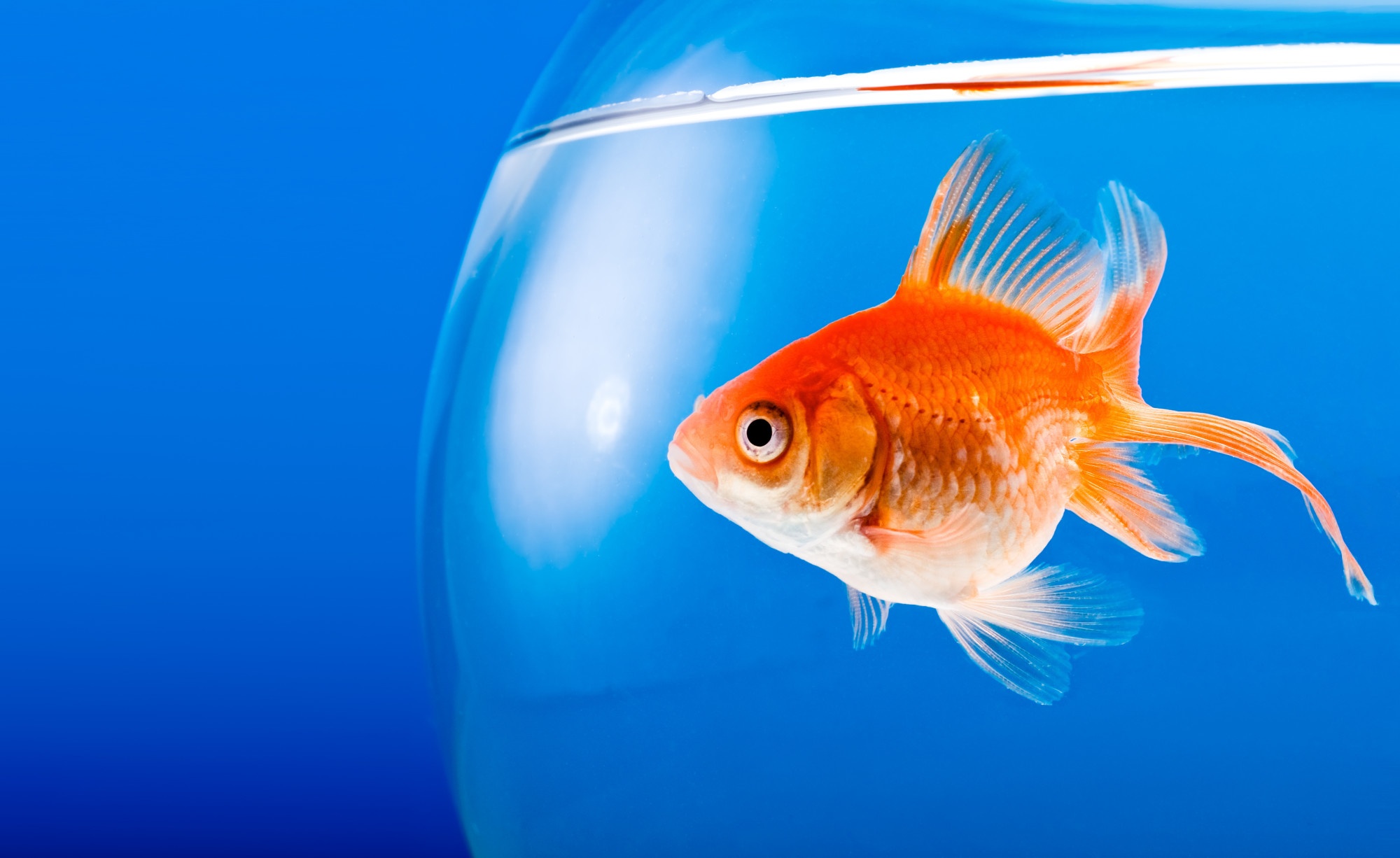 5 Tips for Goldfish Maintenance for New Pet Owners