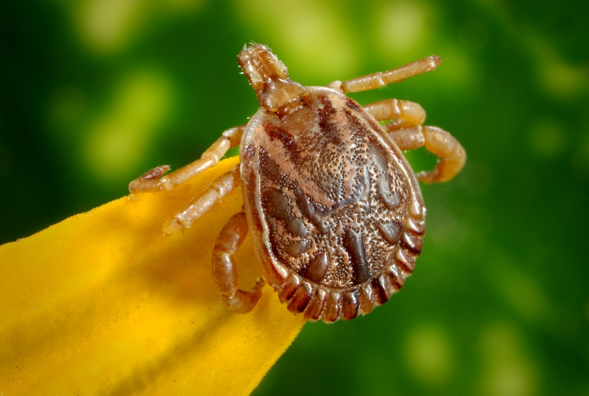 7 Useful Tips to Save Yourself From Tick Bites