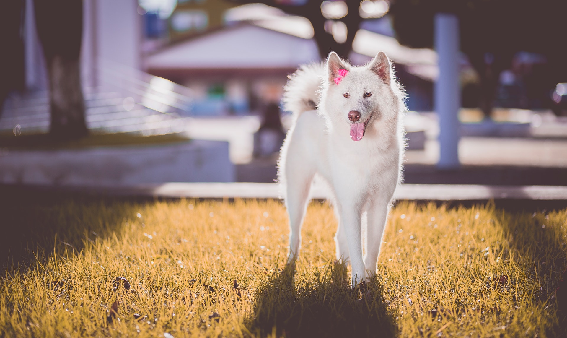 Top Dogs! 3 Best Dogs for Unbeatable Home Security and Protection