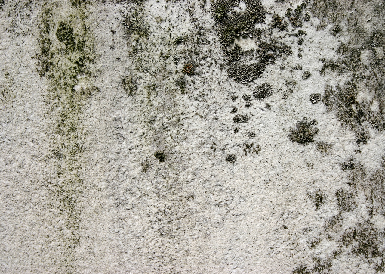 How do you stop mold growing on walls?