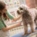 8 Reasons to Have Your Pets Professionally Groomed