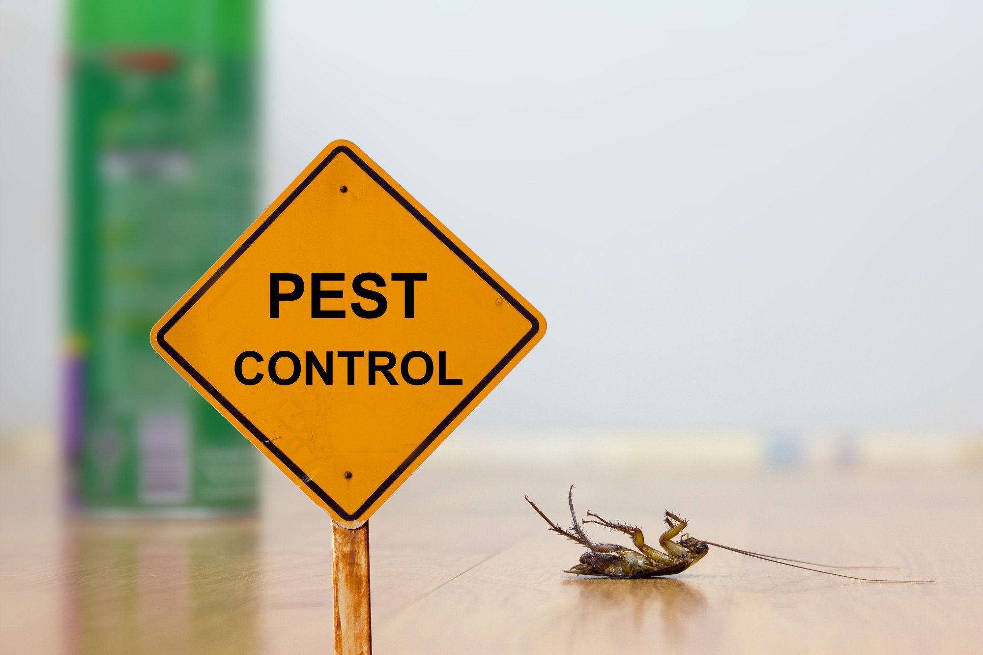 10 Effective Tips to Keep Bugs out of Your House for Good