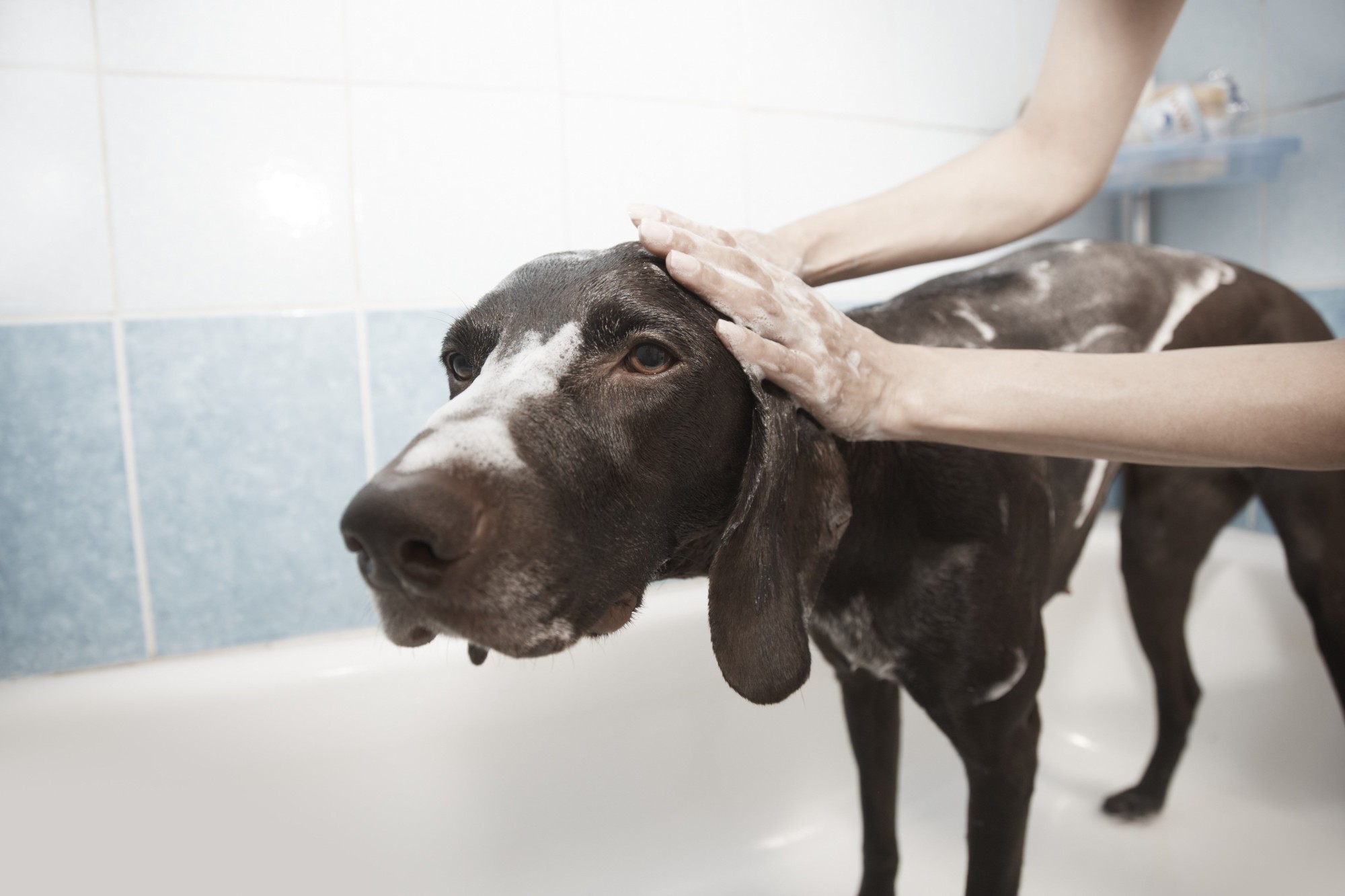 How to Give Your Dog a Bath: A Step by Step Guide