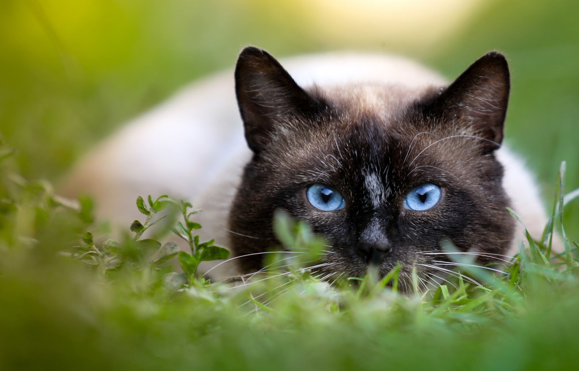 10 Cutest Cat Breeds to Consider for Your Forever Friend