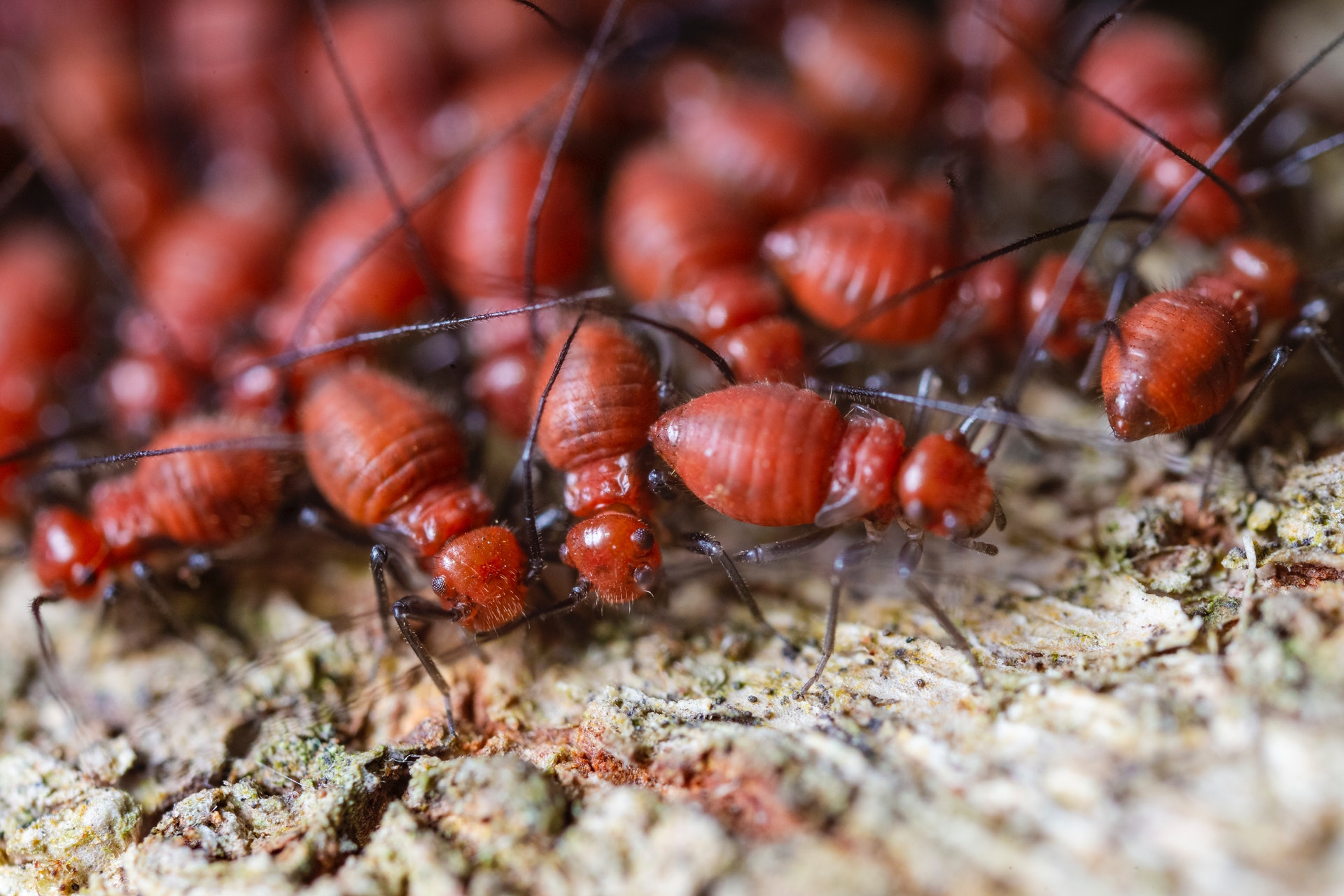 4 Ways Termites Can Damage Your Health and Home