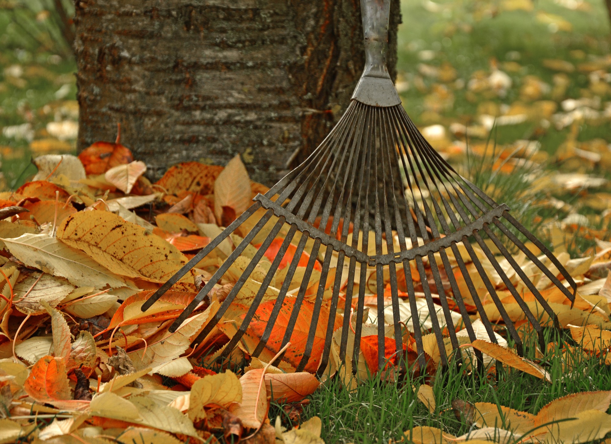 How to Get Rid of Leaves in Your Yard: A Simple Guide