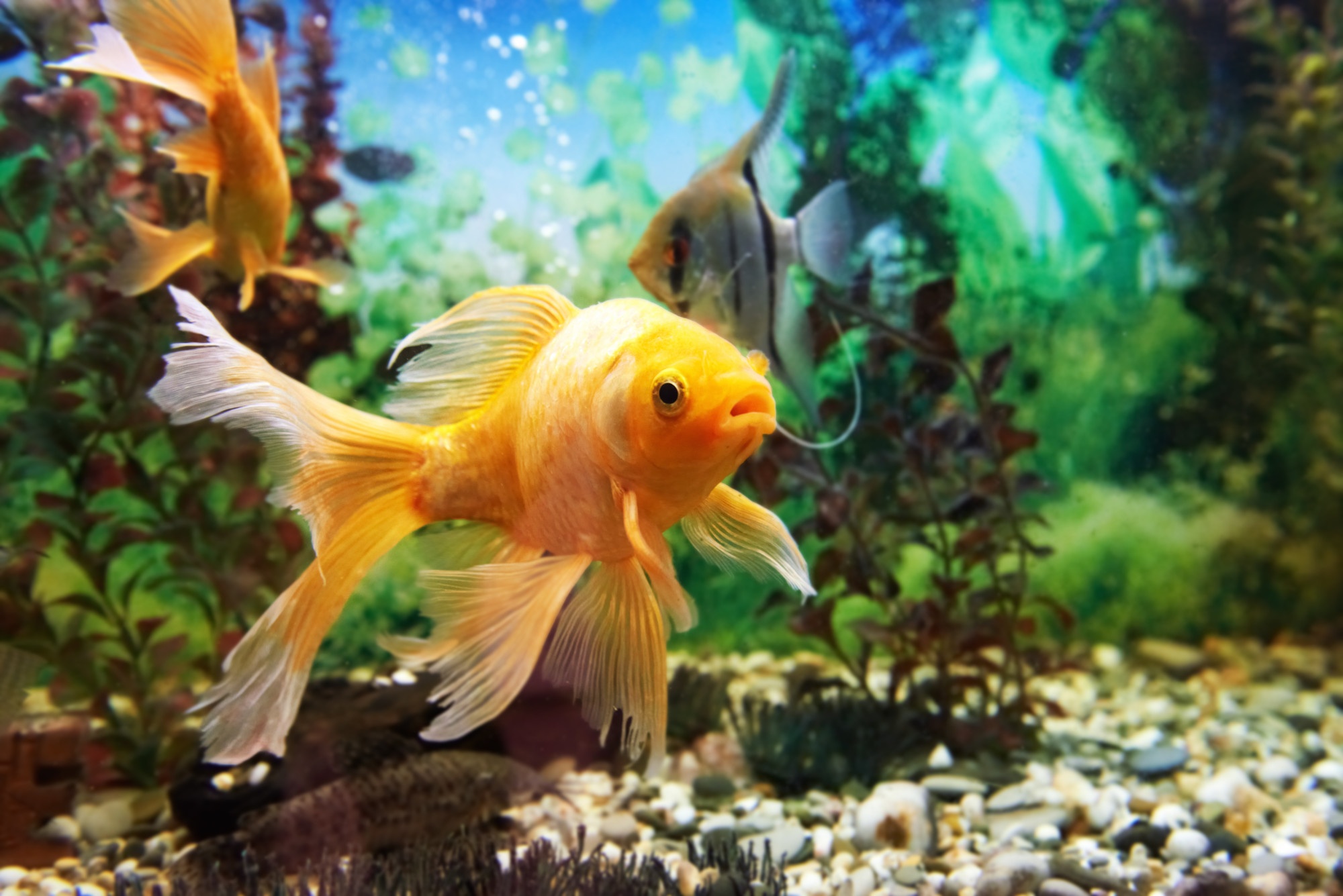 Top 3 Best Types of Tropical Fish for Your Fish Tank