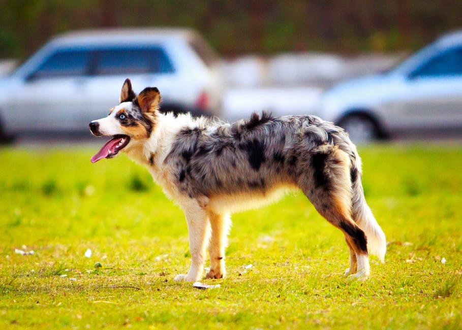 5 Terrific Reasons Why Dogs Are the Best Pets