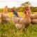 From Farm-to-Table: 5 Benefits of Raising and Keeping Backyard Chickens