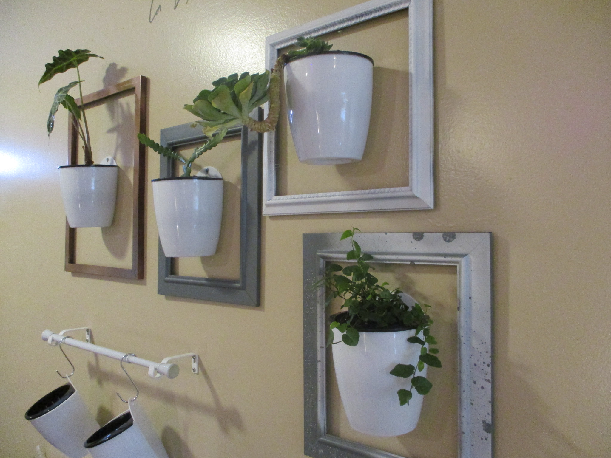 DIY Living Plant Wall