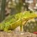 Iguana Repellent: What Is Iguana Tree Wrap and Why Do I Need It?