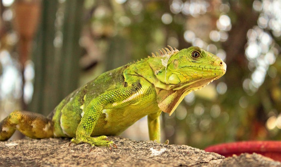 Iguana Repellent: What Is Iguana Tree Wrap and Why Do I Need It?