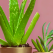 8 Indoor Plants that Can Help with Anxiety and Improve Sleep