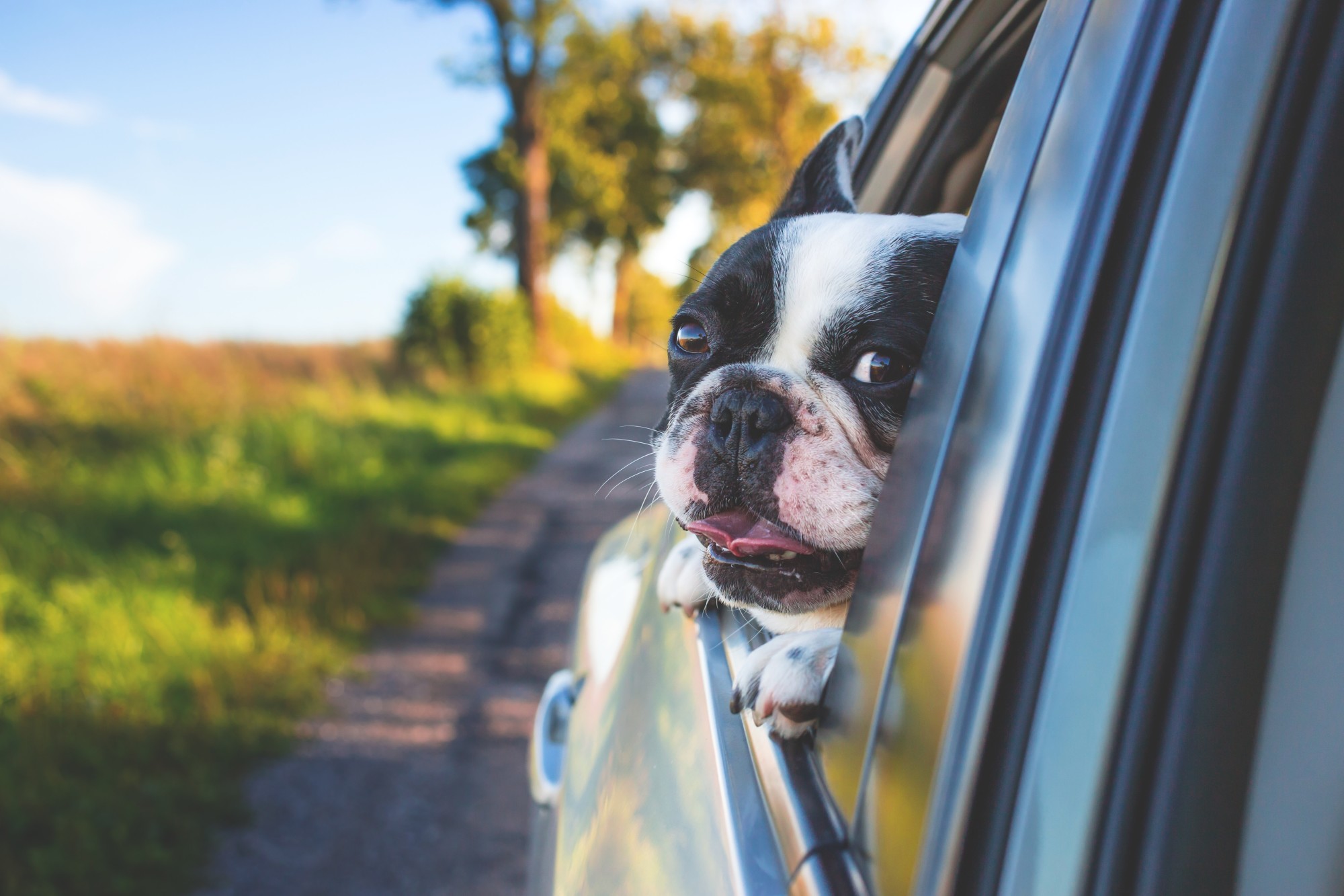 How to Road Trip With Your Dog and Have the Time of Your Life