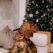Pet Holiday Stress- Keep The Spirits High With CBD
