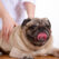 Holistic Veterinarians and Alternative Medicine: Is This Option Right for Your Pet?