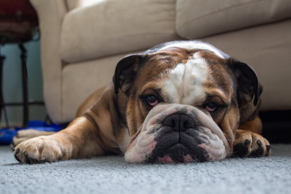 The Best English Bulldog Toys That Your Furry Pal Will Love